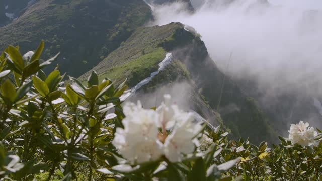 Wild flower blooms