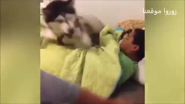 Full animals