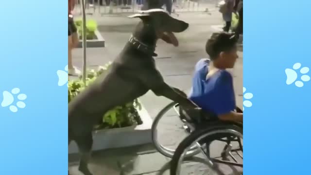 Dog helping the wheelchair