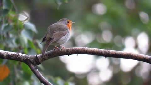 Robin Singing