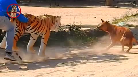 Fun Prank dog & fake Lion and Fake Tiger Prank To dog