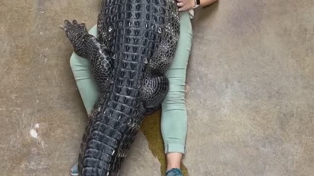 Giant alligator hugs its human friend tight