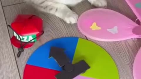 cats funniest video