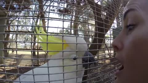 Funny Birds Compilation