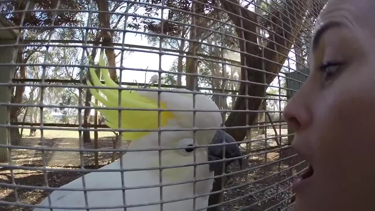 Funny Birds Compilation