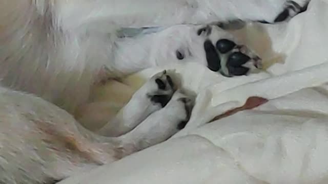 This puppy is dreaming after falling asleep.