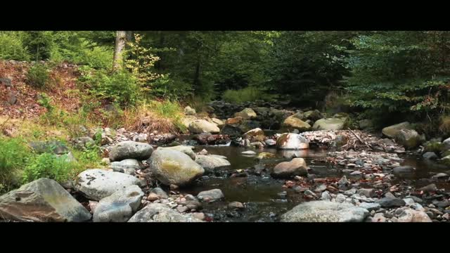 FOREST | Cinematic Video