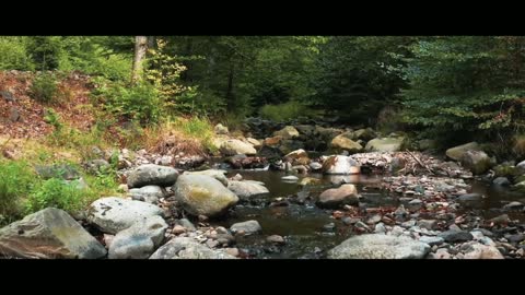 FOREST | Cinematic Video