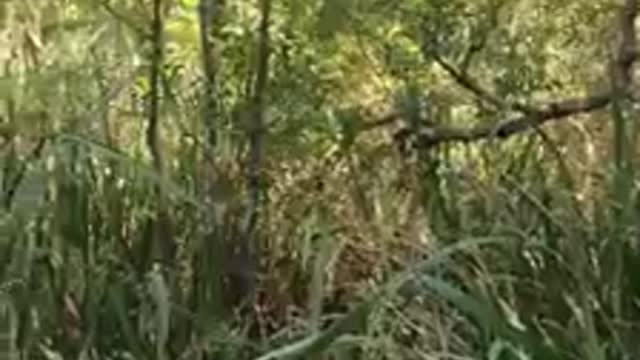 Swampy