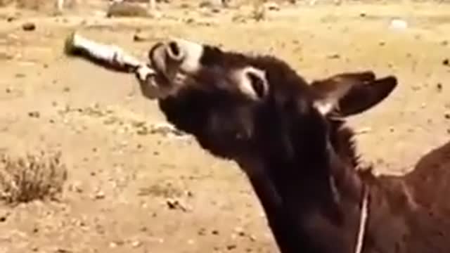 10 second funny videoπππ