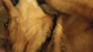 Piper plays with her wubba