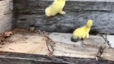 cute ducklings