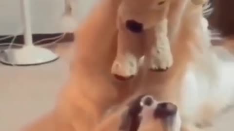 Funny dog