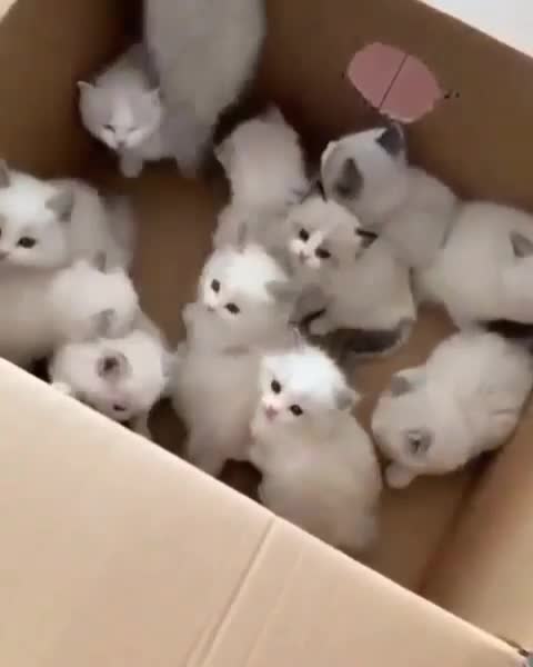 Cute kittens um box.