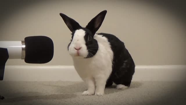 Rabbit singing Unforgettable