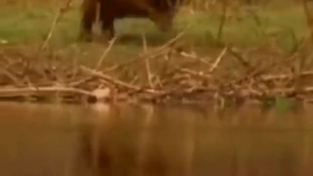 🐆 Jaguar vs Capybara 🍀