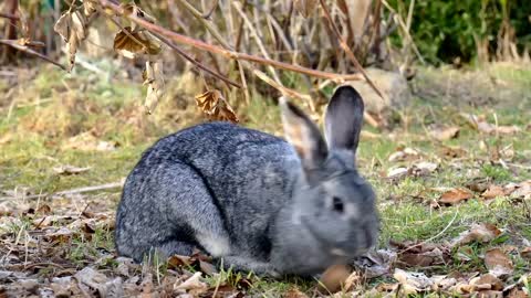 Rabbit eating and playing around