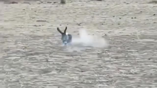 Eagle Attack on Rabbit