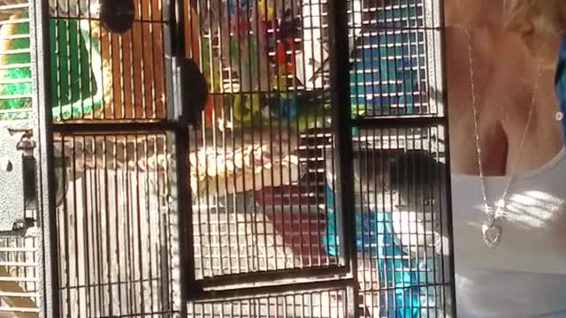 Quaker parrot goes crazy when grandma sings