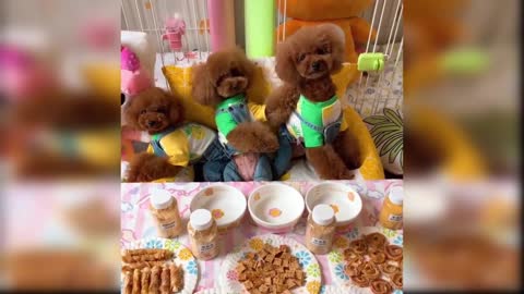 Baby Dogs-inusitados