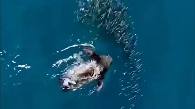 Catch the fish