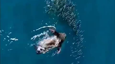 Catch the fish