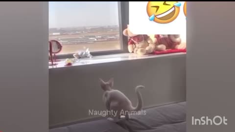 Funny cats videos funny animals videos cast very