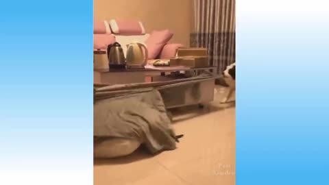 funny cat and dog