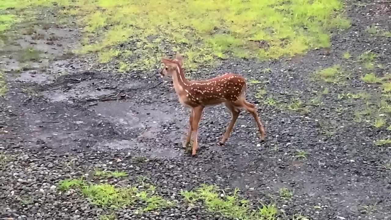 North Carolina 24 day old fawn Suzie / 65 degrees at The Treehouse 🌳 NW NC Appalachia