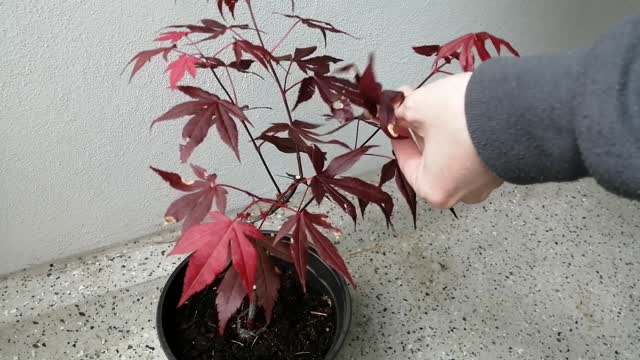 Bonsai beginner practices pruning on Japanese maple