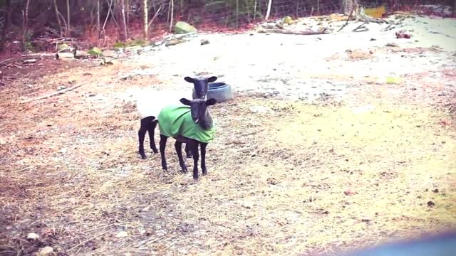 Funn Goats Screaming like Humans