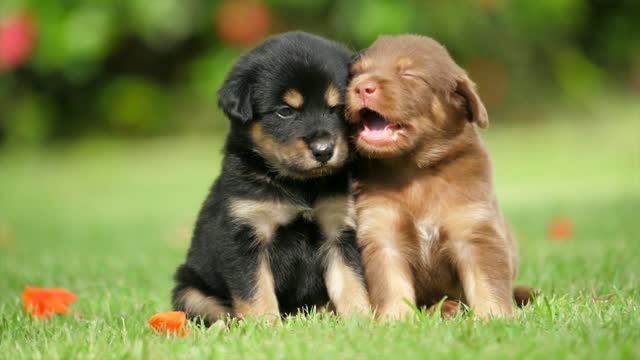 Cute Puppies Play Dogs Friendship |