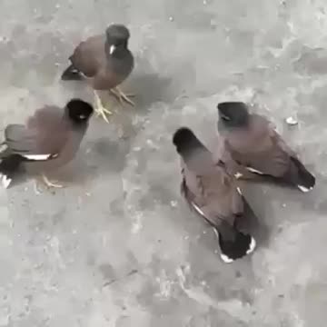 Group of birds having important meetings