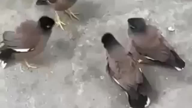 Group of birds having important meetings