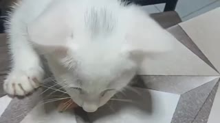 Cute kitten begging for food