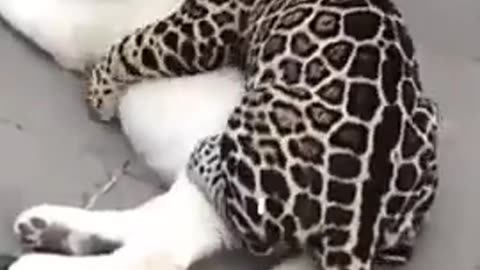 Funny video