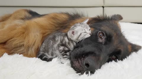 Kitten And German Shepherd Form Close Bond At First Meeting