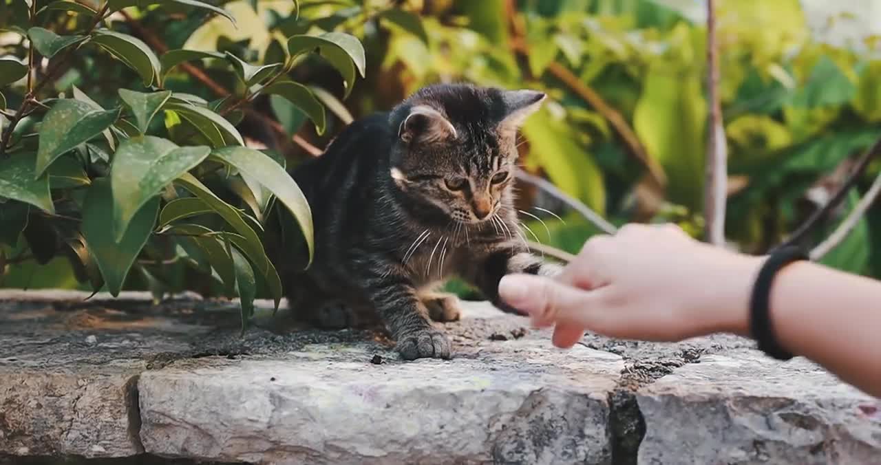 colourful cat scene