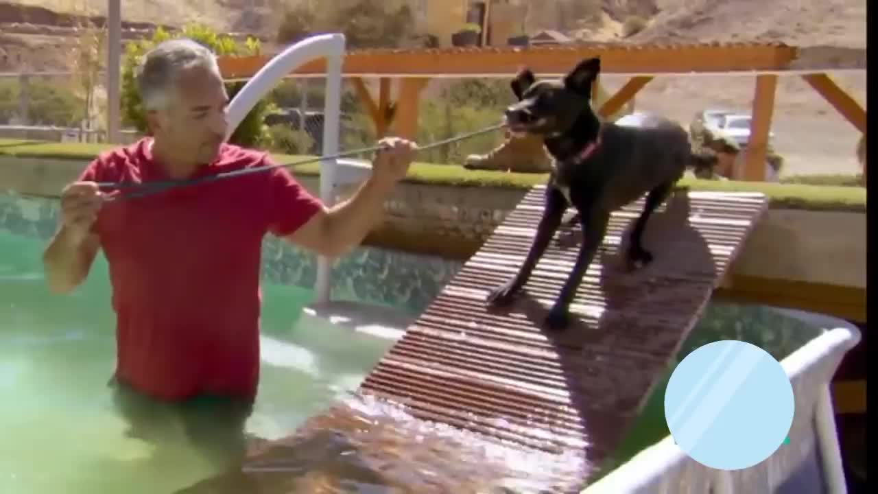 Dog in the pool