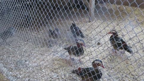 Blue silkie chickens (1)