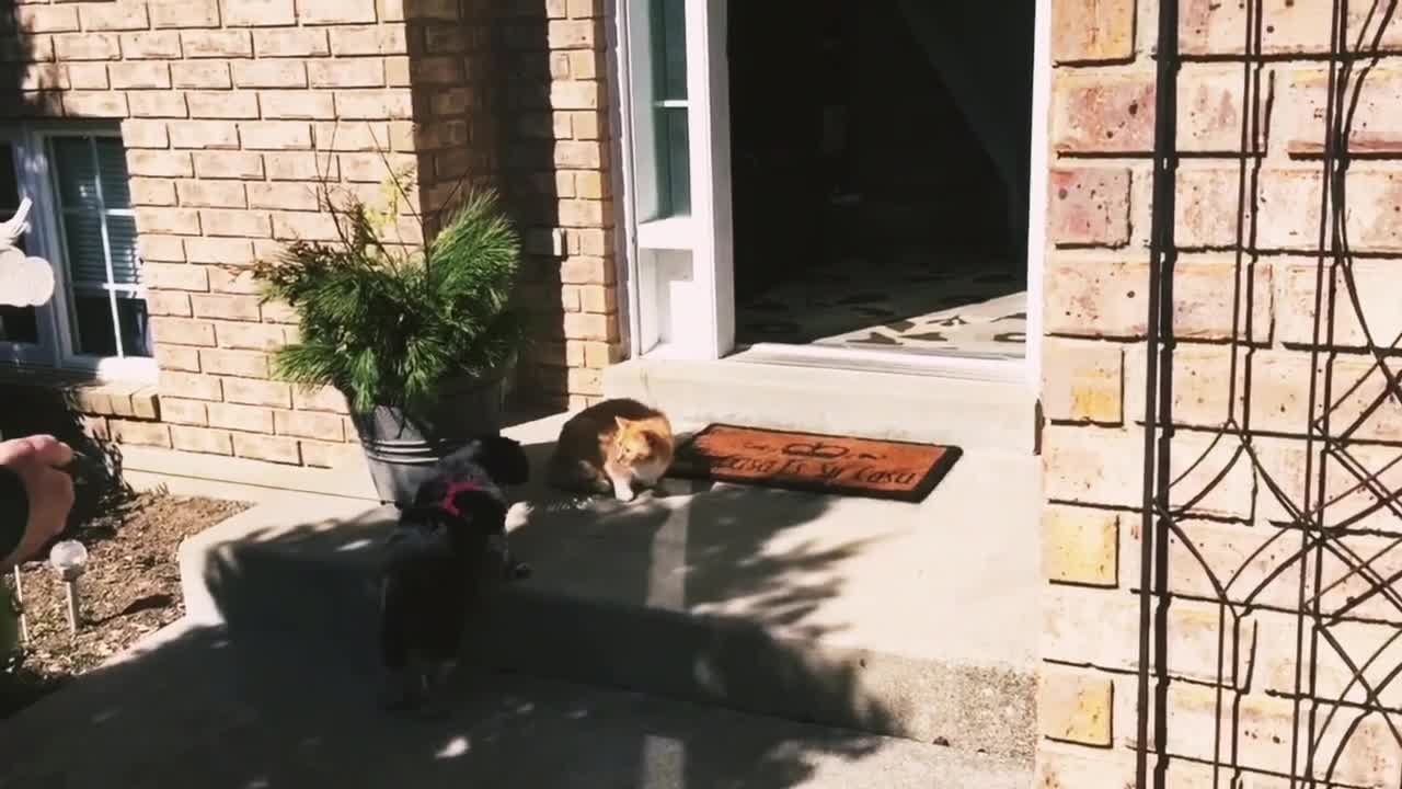 Dog and cat meet for the first time - funny reaction