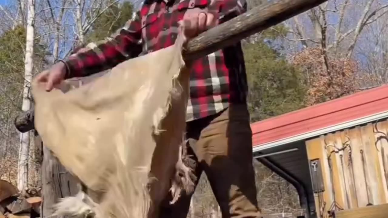 Making leather animals skin