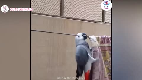 Funny parrots Videos 2