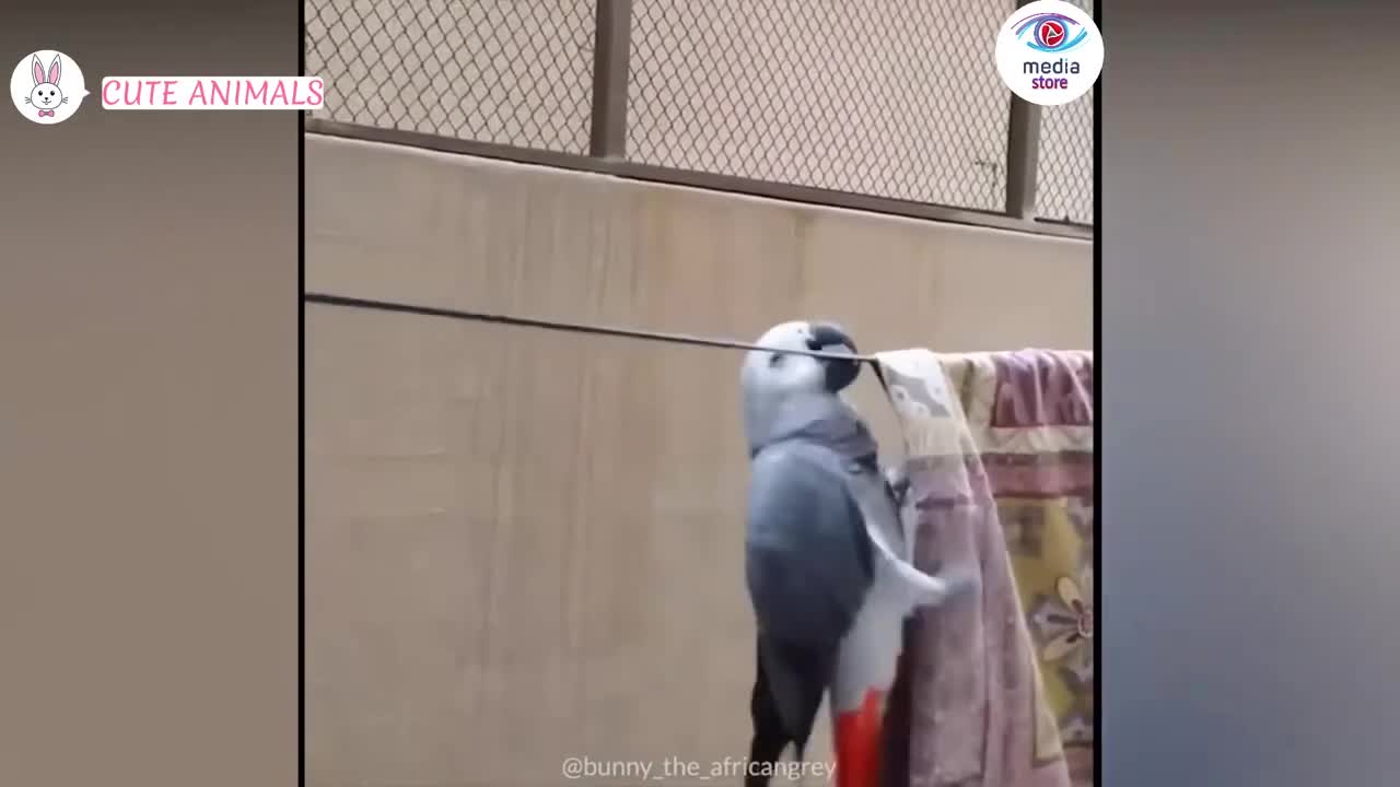 Funny parrots Videos 2