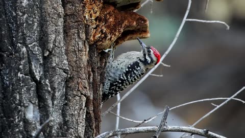 Ladder-backed Woodpecker