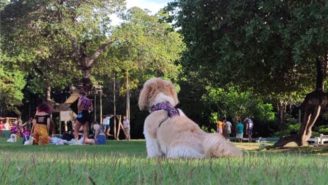 Dog Sleeping, dog enjoying at the park | beautiful scenes |