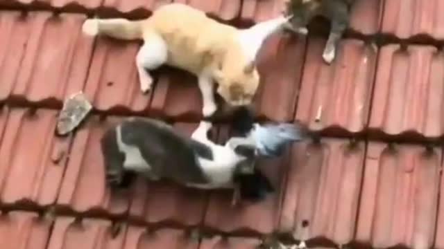 some very crazy cats. gave the Cats crazy