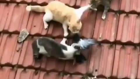 some very crazy cats. gave the Cats crazy