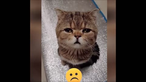 Funny Cats will surely make you laugh