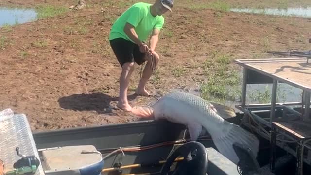 Fishermen Catch Massive Alligator Gar